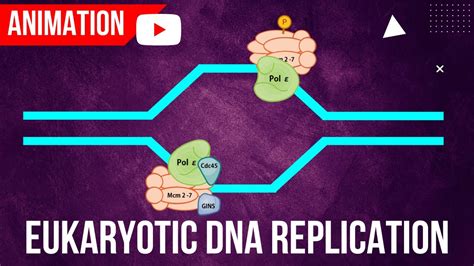 dna replication http www.youtube.com watch v onuspqg0jd0|dna replication animation.